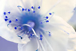 蓝花