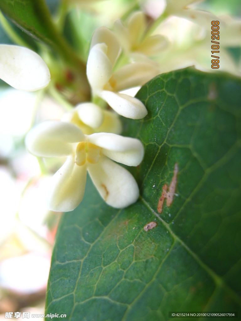 桂花