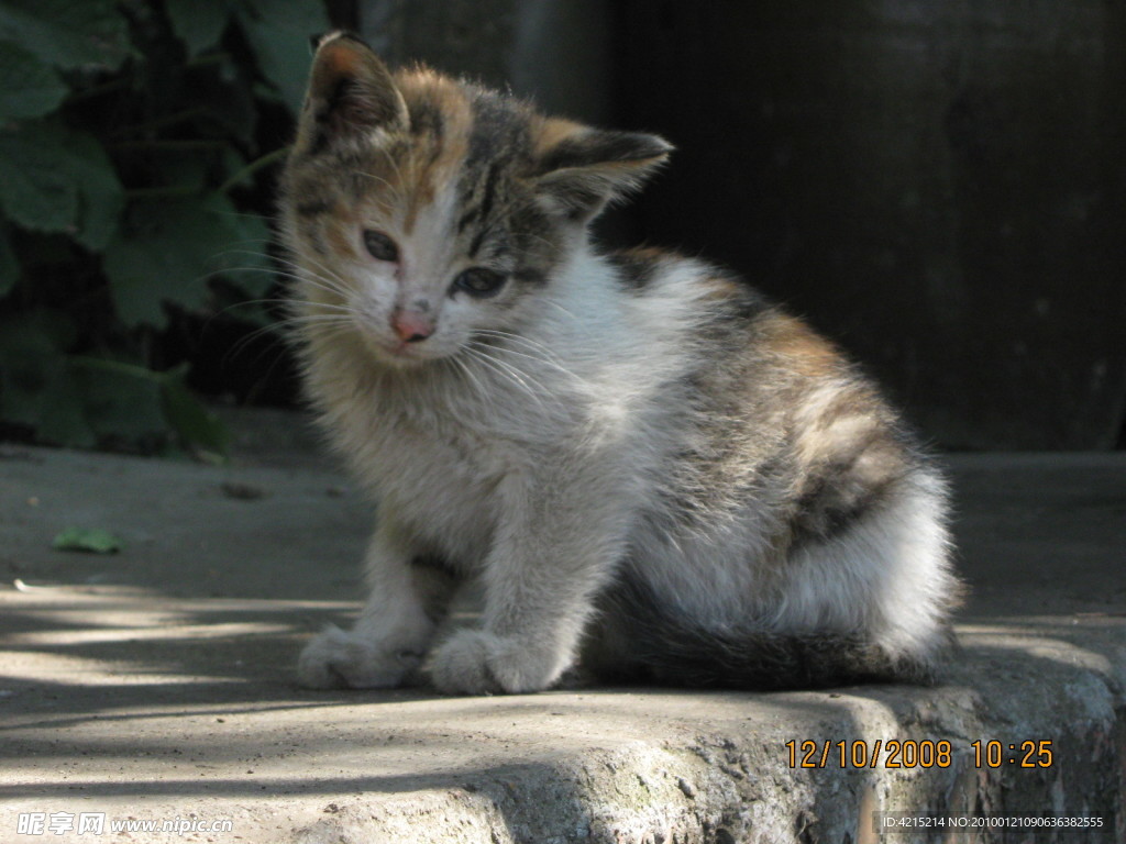 小猫