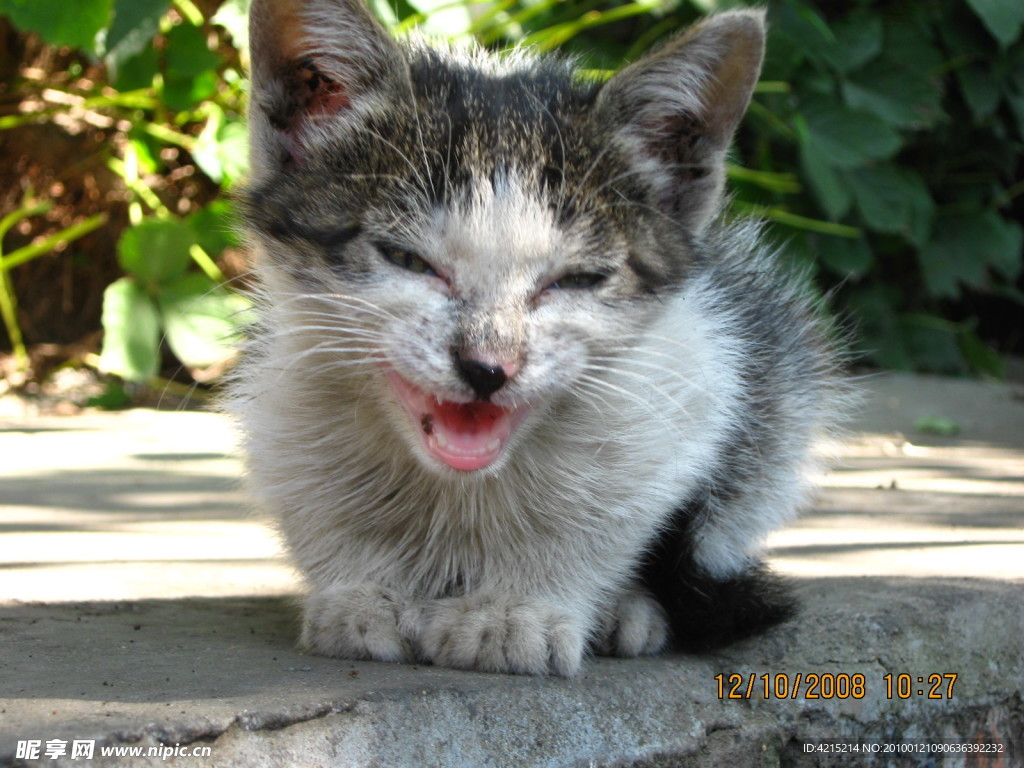 猫咪