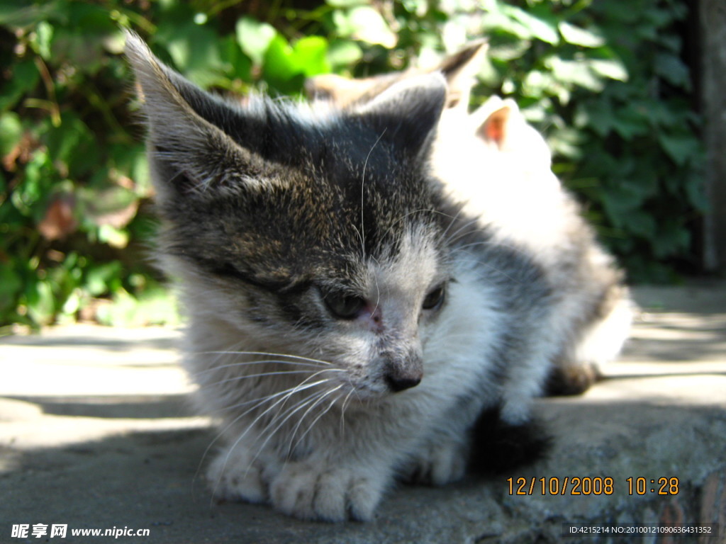 猫咪