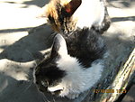 小花猫