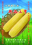 糯玉米