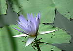 睡火莲 拍摄于2009年的圆明园夏天