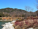拍摄于北京植物园 2009年的春天