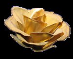 金玫瑰 Gold Rose
