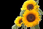 向日葵花 Sunflowers