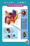 男性生殖器图