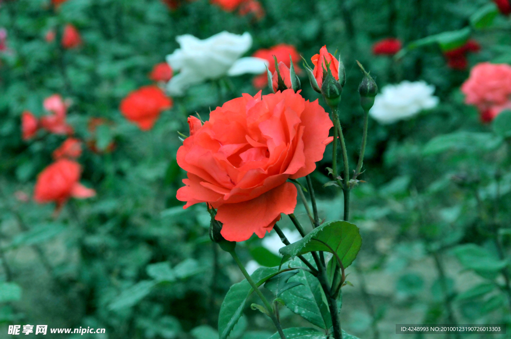 月季花