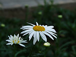 小白花