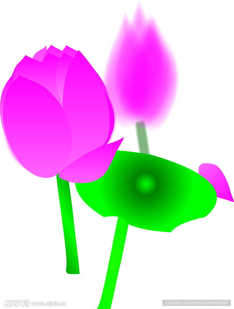 荷花