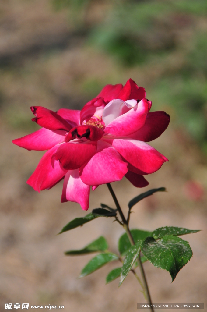 月季花