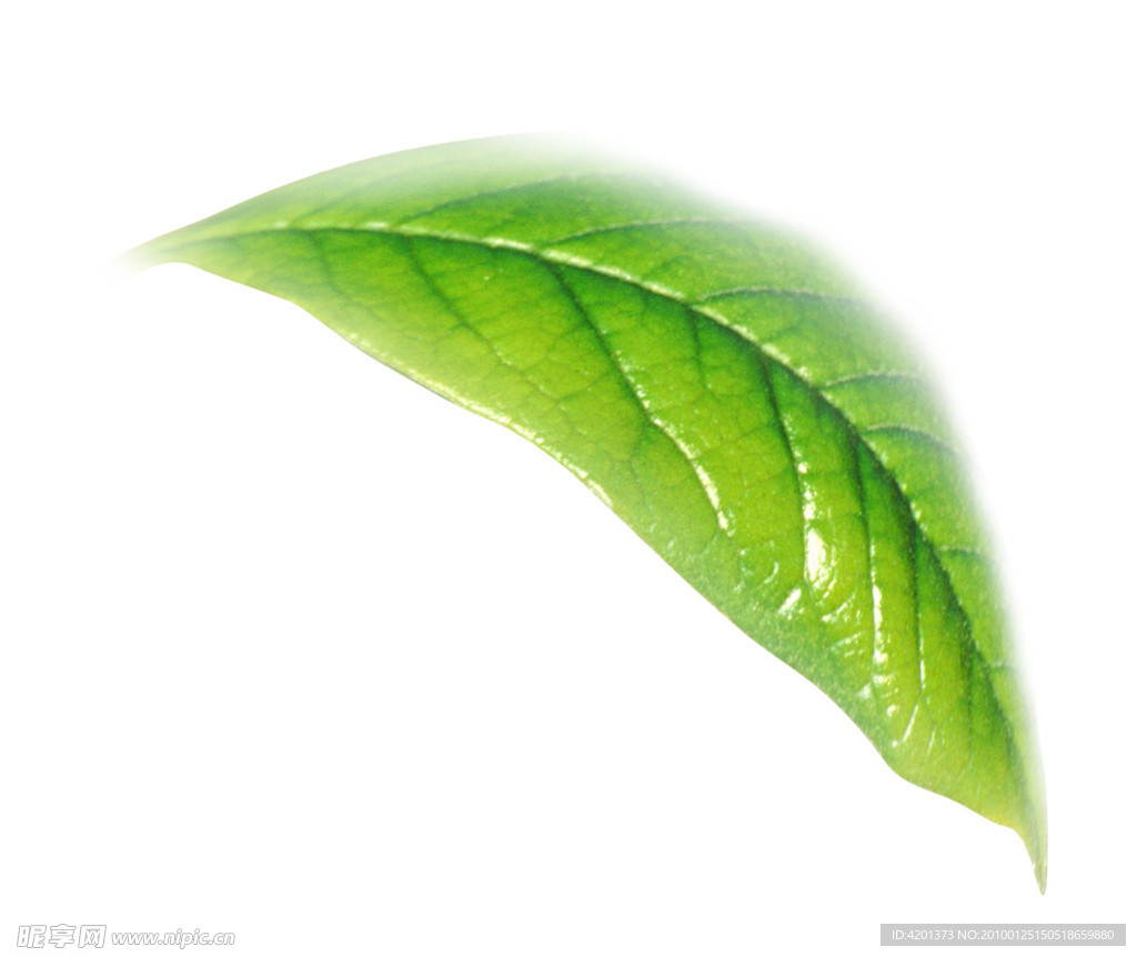 茶叶
