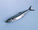 海鱼 鱼类 海洋资源 美味 海鲜