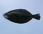 海鱼