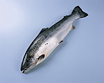 海鱼