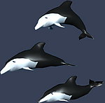 max 3D 模型 动物海豚