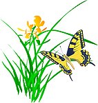 蝴蝶花