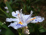 出水芙蓉