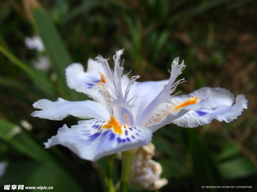 出水芙蓉