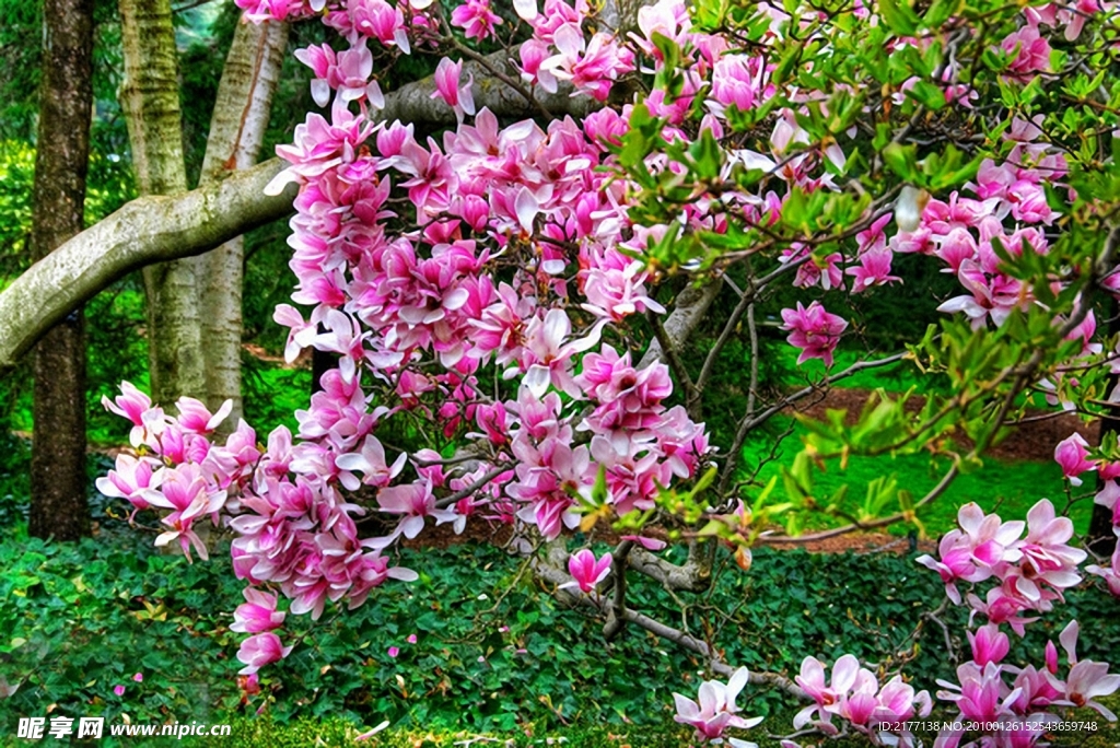 玉兰花