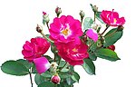 月季花