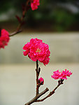 春日里的桃花