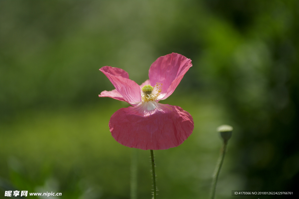 小花
