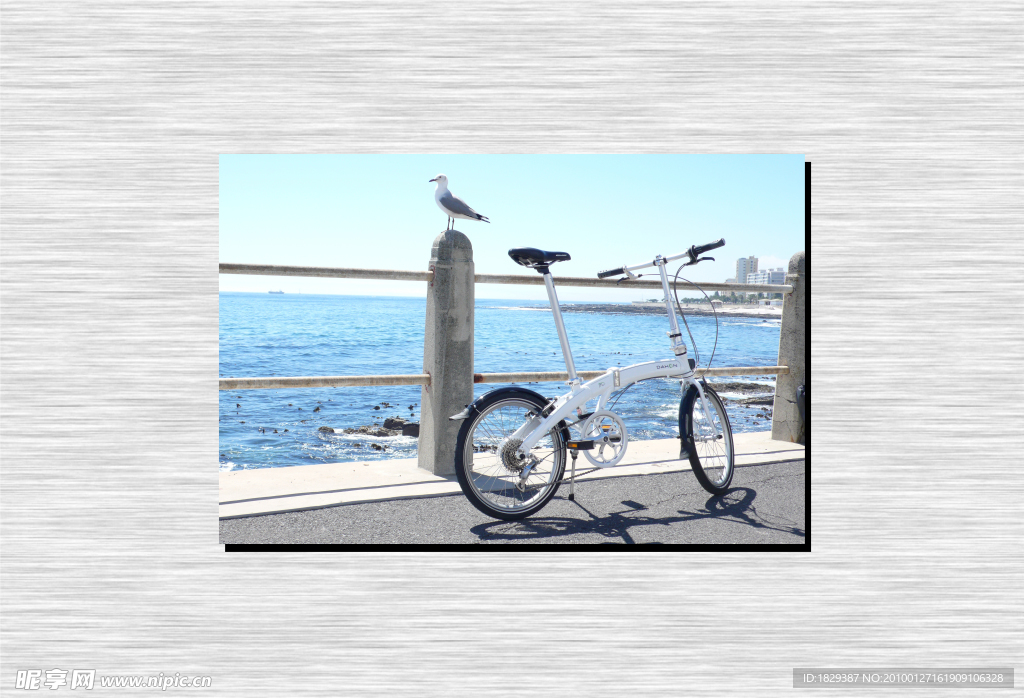 白鸽与自行车