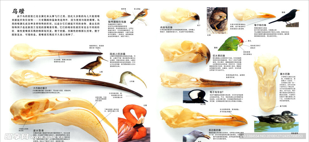 动物的出生