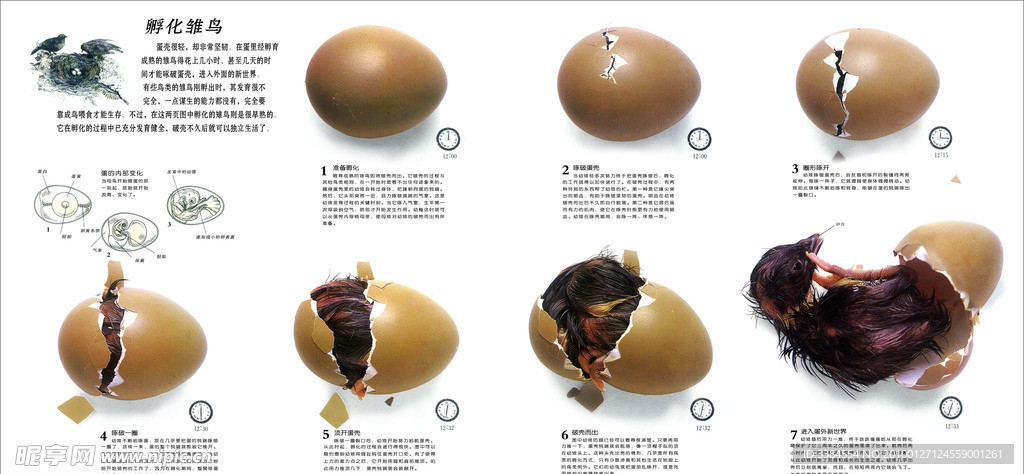 动物的出生