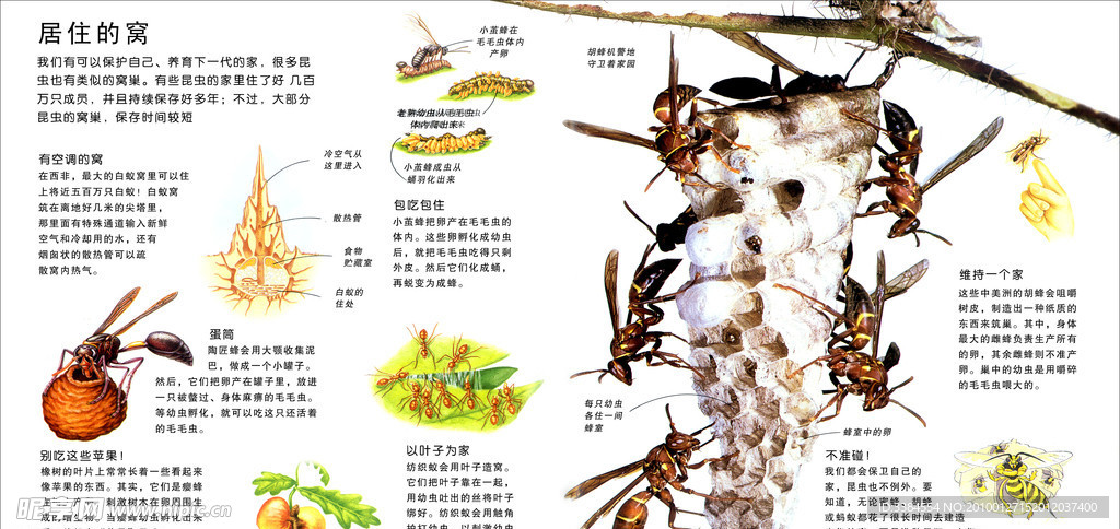 昆虫的窝
