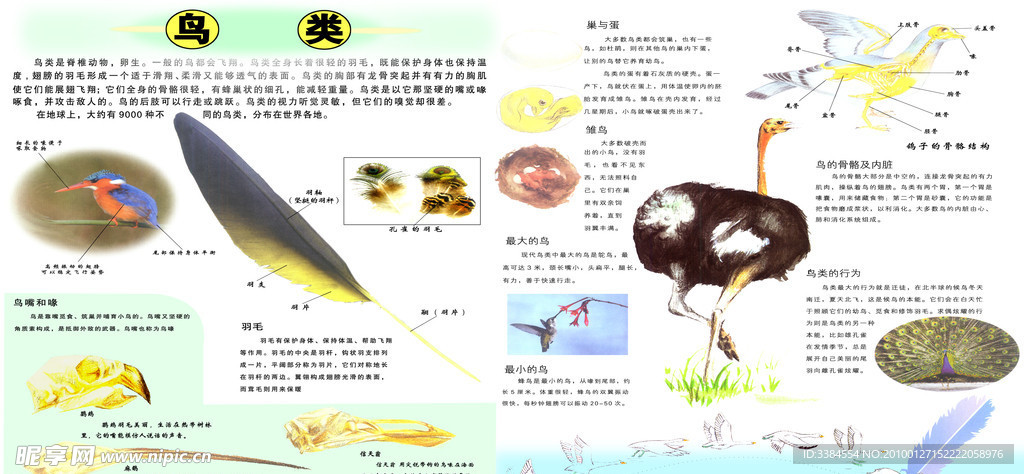 动物