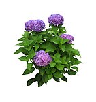 小花