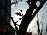 春芽