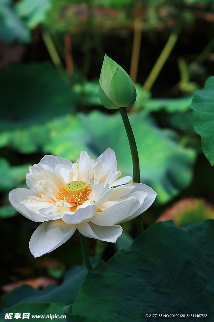 荷花