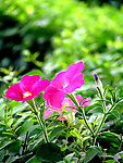 绿叶配鲜花