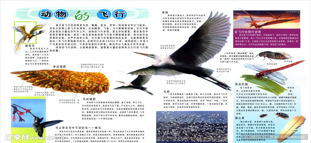 动物的出生