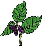 矢量植物 桑树