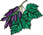 矢量植物 水果