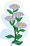 矢量植物 矢量花朵 紫菊