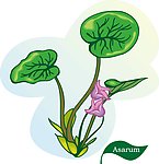 矢量植物 矢量花朵 浮莲