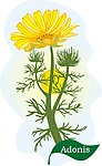 菊花 矢量花朵