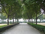 绿色道路