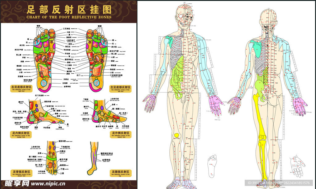 穴位图（右半边人物图像为整张位图）