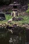 日式园林小景