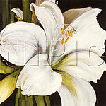 花卉油画71 ( 40厘米 X 40厘米 )