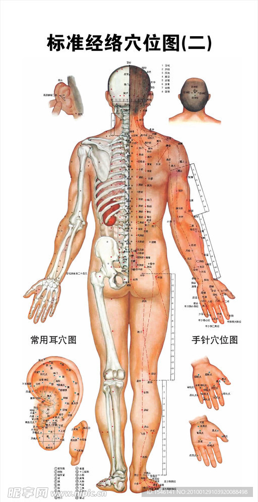 经络穴位图背面（非高清）