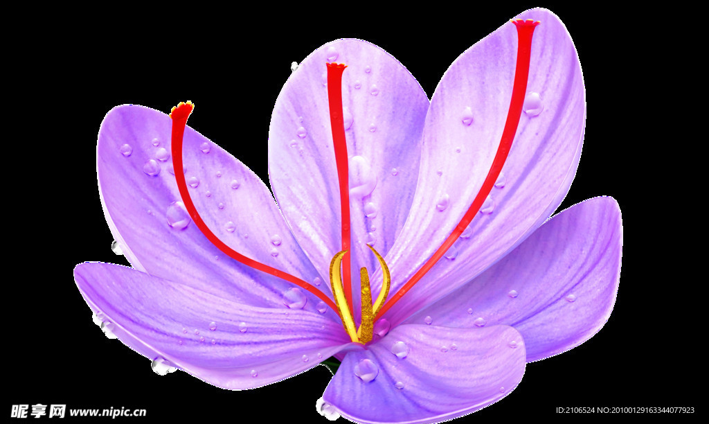 藏红花