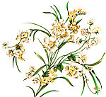 一棵花草